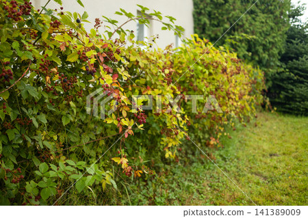 Fresh organic blackberries ripening on branch in summer garden Fresh organic blackberries ripening on branch in summer garden 141389009