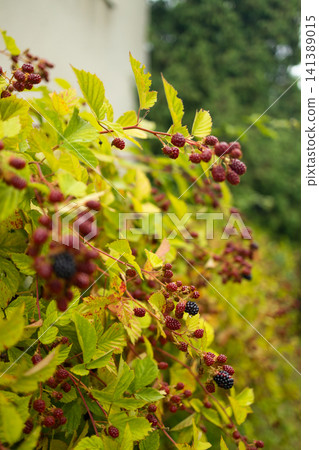 Fresh organic blackberries ripening on branch in summer garden Fresh organic blackberries ripening on branch in summer garden 141389015