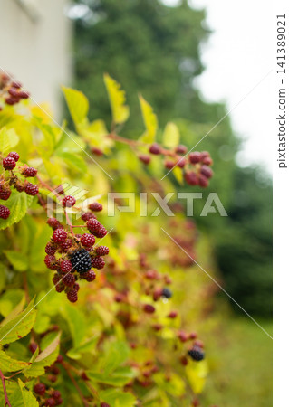 Fresh organic blackberries ripening on branch in summer garden Fresh organic blackberries ripening on branch in summer garden 141389021