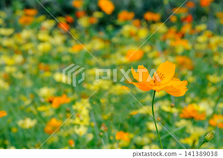 Orange yellow cosmos flowers blooming against a backdrop of a blurred flower field. Orange yellow cosmos flowers blooming against a backdrop of a blurred flower field. 141389038