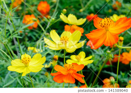 A field of yellow and orange cosmos flowers in full bloom. A field of yellow and orange cosmos flowers in full bloom. 141389040