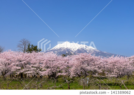 Iwaki River Riverside Park, Itayanagi Town, Kitatsugaru District, Aomori Prefecture: A view of cherry trees in full bloom (Somei Yoshino variety) and snow-capped Mt. Iwaki. Iwaki River Riverside Park, Itayanagi Town, Kitatsugaru District, Aomori Prefecture: A view of cherry trees in full bloom (Somei Yoshino variety) and snow-capped Mt. Iwaki. 141389062