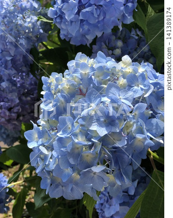 Close-up photo taken with hydrangea flower buds of hydrangea with many blue decorative flowers Close-up photo taken with hydrangea flower buds of hydrangea with many blue decorative flowers 141389174