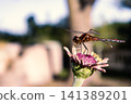 A red dragonfly perched on a summer flower 141389201