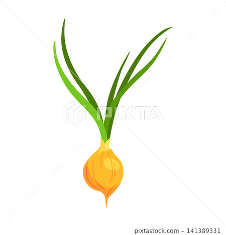 Letter Y from onion with long green shoots isolated on white background in simple flat vegetable illustration, centered composition with clean minimal shapes and soft natural color Letter Y from onion with long green shoots isolated on white background in simple flat vegetable illustration, centered composition with clean minimal shapes and soft natural color 141389331