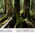 Primitive forest covered with moss 141389510