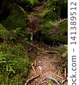 Moss-covered fallen tree 141389512