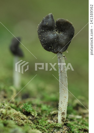 Nature, Mushroom, *Crocothemis servilia*, Irregularly shaped apothecia. This one appears to be a disc-shaped with notches. Nature, Mushroom, *Crocothemis servilia*, Irregularly shaped apothecia. This one appears to be a disc-shaped with notches. 141389562