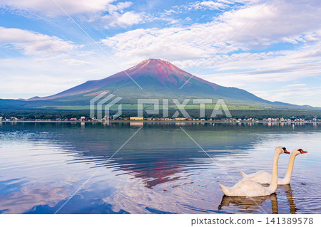 [Yamanaka Prefecture] Summer view of Mt. Fuji and swans on Lake Yamanaka 141389578