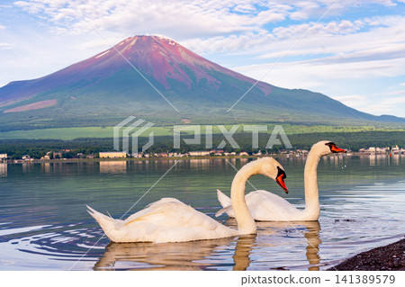 [Yamanaka Prefecture] Summer view of Mt. Fuji and swans on Lake Yamanaka 141389579