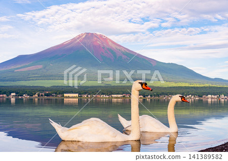 [Yamanaka Prefecture] Summer view of Mt. Fuji and swans on Lake Yamanaka 141389582