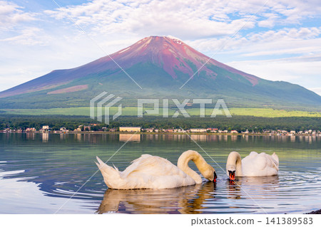 [Yamanaka Prefecture] Summer view of Mt. Fuji and swans on Lake Yamanaka 141389583