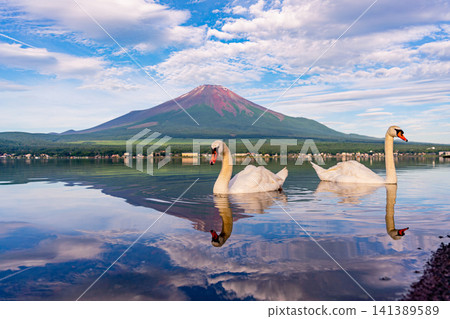 【山中縣】富士山和山中湖天鵝的夏日景色 【山中縣】富士山和山中湖天鵝的夏日景色 141389589