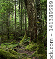 Forest covered with moss 141389599