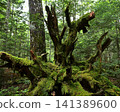 Mossy forest that shines in moss 141389600
