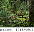 Deep in the forest 141389601