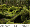 moss-covered rock 141389602