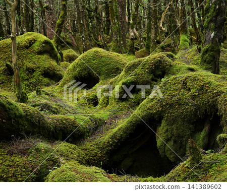 moss-covered rock 141389602