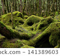 Moss forest 141389603