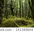 Moss forest 141389604