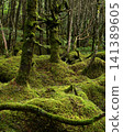 moss-covered rock 141389605