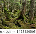 Mossy forest that shines in moss 141389606