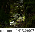 tree roots covered with moss 141389607