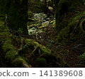tree roots covered with moss 141389608
