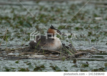 Great Crested Grebes raising their young in their nest. Great Crested Grebes raising their young in their nest. 141389640