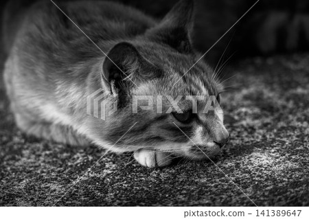 Meow taking a break Meow taking a break 141389647