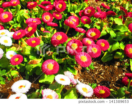 A scene of daisies in full bloom in a flowerbed. A scene of daisies in full bloom in a flowerbed. 141389653