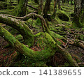 Moss leaves forest 141389655