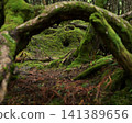 Moss-covered fallen tree 141389656