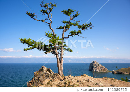 Solitary coniferous tree growing on a rocky cliff by Lake Baikal. Scenic view of Shamanka stone, sky and distant mountains on Olkhon island, landscape in Russia Solitary coniferous tree growing on a rocky cliff by Lake Baikal. Scenic view of Shamanka stone, sky and distant mountains on Olkhon island, landscape in Russia 141389735