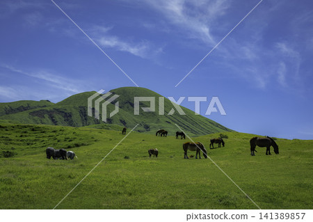 Horses grazing against a backdrop of blue sky and the lush green Aso Mountains. 141389857