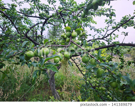 Green plums ripening on branches in a lush orchard on a cloudy day Green plums ripening on branches in a lush orchard on a cloudy day 141389879