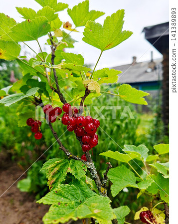 Vibrant red currants growing on lush green branches in a garden setting Vibrant red currants growing on lush green branches in a garden setting 141389893