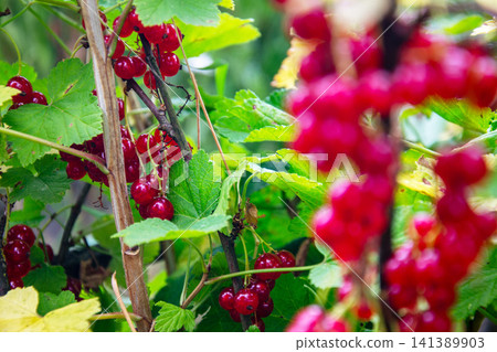 Vibrant red currants ripening on the bush in soft natural light 141389903