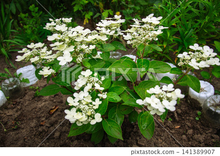 Beautiful white hydrangea flowering plant in a garden setting with lush greenery Beautiful white hydrangea flowering plant in a garden setting with lush greenery 141389907