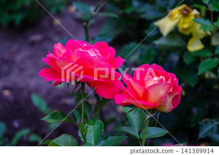 Two vibrant pink roses bloom in a garden with soft focus background Two vibrant pink roses bloom in a garden with soft focus background 141389914