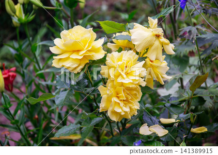Delicate yellow roses bloom vibrantly in a lush garden setting Delicate yellow roses bloom vibrantly in a lush garden setting 141389915