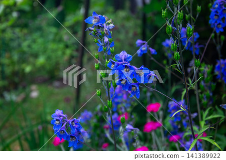 Vibrant blue delphinium flowers blooming in a lush garden setting Vibrant blue delphinium flowers blooming in a lush garden setting 141389922
