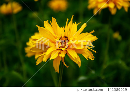Bright yellow daisy-like flower with delicate petals blooming in a garden Bright yellow daisy-like flower with delicate petals blooming in a garden 141389929