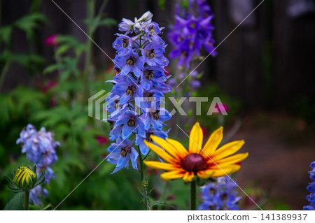Colorful garden blooms featuring blue delphinium and yellow rudbeckia Colorful garden blooms featuring blue delphinium and yellow rudbeckia 141389937