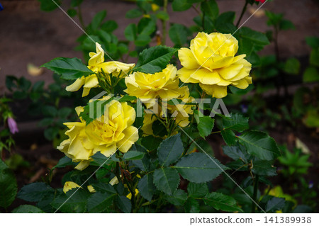 Vibrant yellow roses bloom in a garden with lush green foliage and soft background blur Vibrant yellow roses bloom in a garden with lush green foliage and soft background blur 141389938
