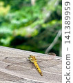 A dragonfly perched on a log 141389959