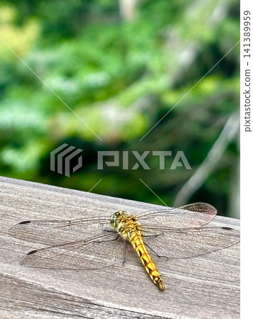 一隻蜻蜓停在原木上 141389959