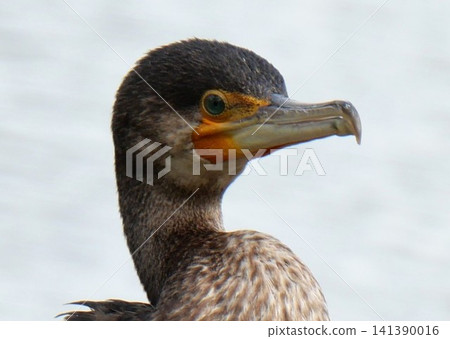 A cormorant staring 141390016