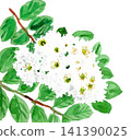 White crape myrtle painted in watercolor, 26720 pixels x 7 141390025
