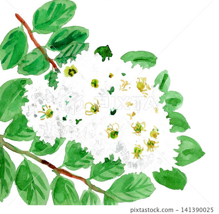 水彩畫的白紫薇,26720像素 x 7 水彩畫的白紫薇,26720像素 x 7 141390025